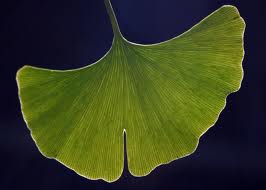 gingko leaf